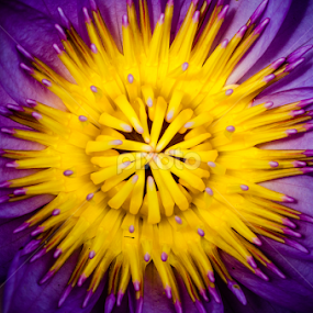 lotus by Dinal Jay - Flowers Single Flower