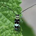 Longhorn Beetle (Male)