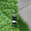 Longhorn Beetle (Male)