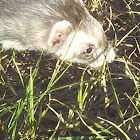 ferret