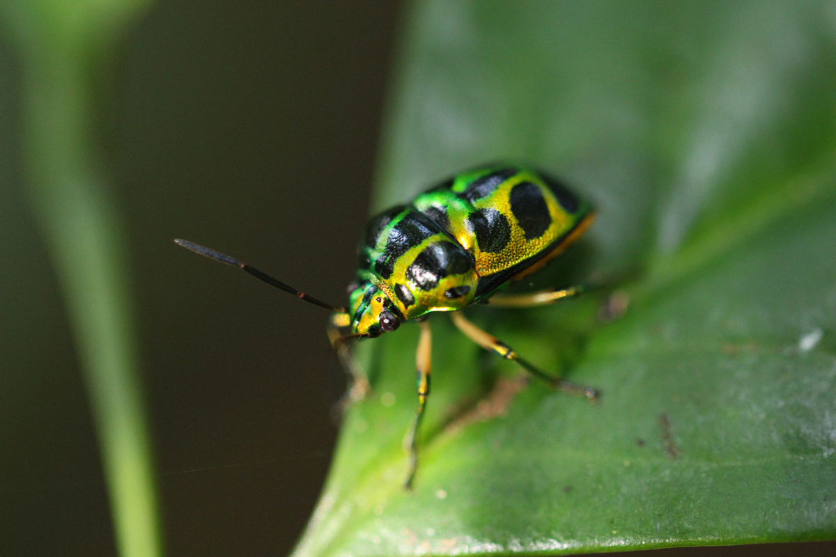 jewel bug