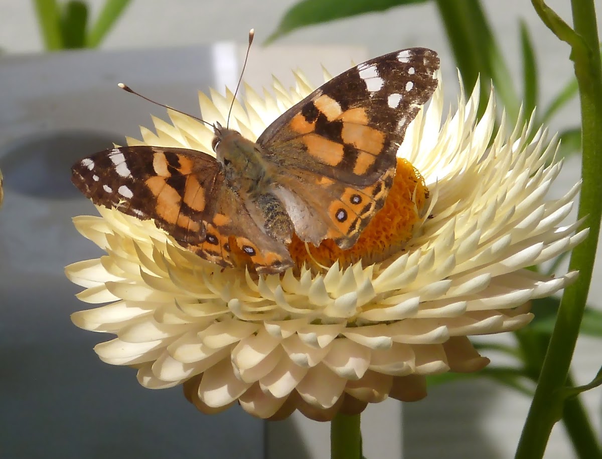 Common Brown or Australian Painted Lady
