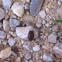 Pill bug, roly polies