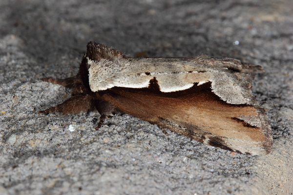 Double-Toothed Prominent