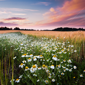 Daisies field by Eriks Zilbalodis - Landscapes Sunsets & Sunrises