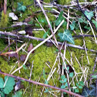 Rear Yellow Moss