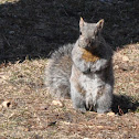 Eastern grey squirrel