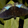 Common Archduke Butterfly - Male