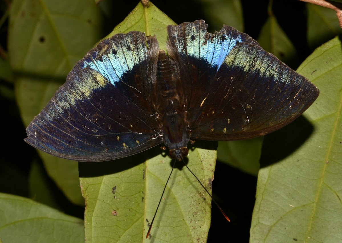 Common Archduke Butterfly - Male