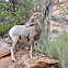 Desert Bighorn Sheep