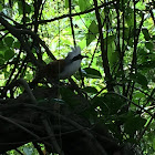 White-crested Laughingthrush