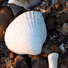 Cockle shell