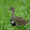 Red Crested Korhaan