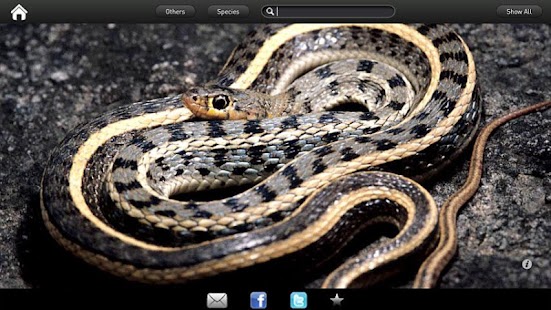 Free Download Snakes eGuide APK for Android