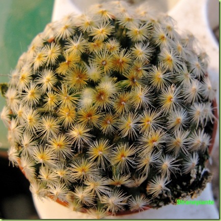 Mammillaria-schiedeana-stranepiante