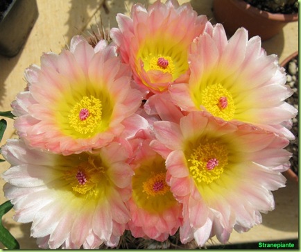 Fiori-cactus-rosa