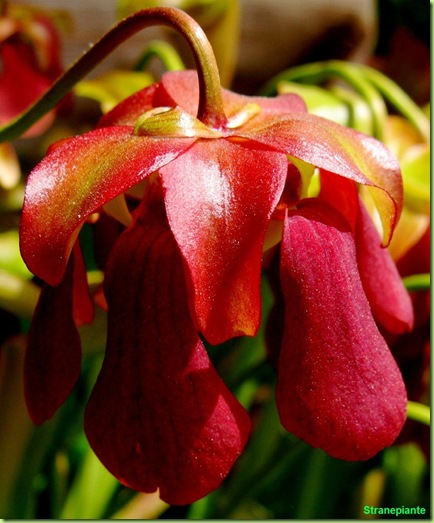 fiore pianta carnivora