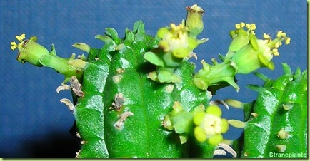 Euphorbia mammillaris fiore sfocato