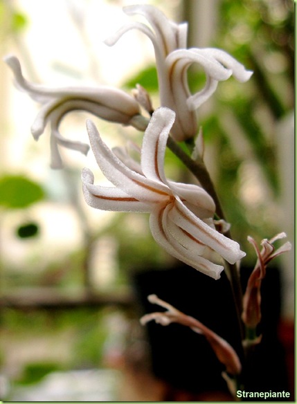 fiore-bianco-Haworthia cymbiformis