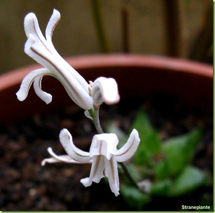 Hawortia-cymbiformis-fiori