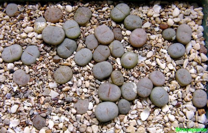 [20080604seminaLithops[1].jpg]