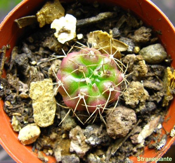 [pollone-gymnocalycium[3].jpg]