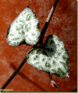 Ceropegia woodii foglie cuore