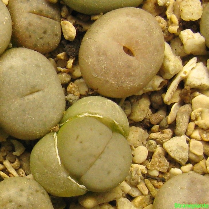 [muta lithops[3].jpg]