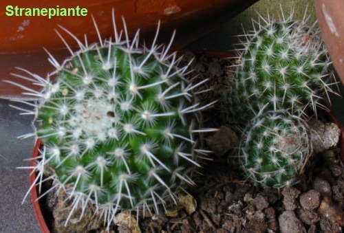 [Mammillaria geminispina[2].jpg]