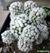Mammillaria gracilis cv. snowcap