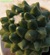 Mammillaria polythele v.nudum o inermis