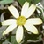 Senecio macroglossus fiore