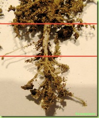 radici pianta grassa torba composta 2