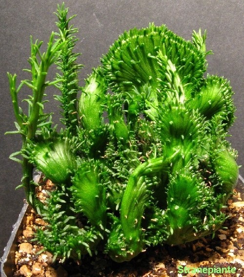 [Euphorbiapugniformis[1].jpg]