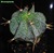 Astrophytum ornatum v. niveum