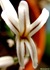 Hawortia cymbiformis fiore