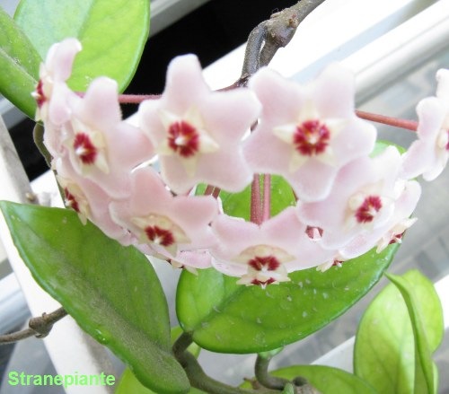 [Hoya carnosa[5].jpg]