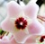 Hoya carnosa fiore