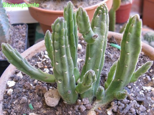 [Stapelia bo[2].jpg]