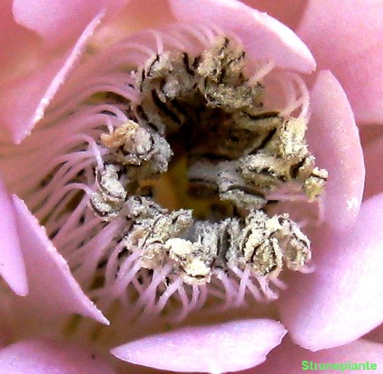 [Gymnocalycium stenopleurum polline fiore rosa[4].jpg]