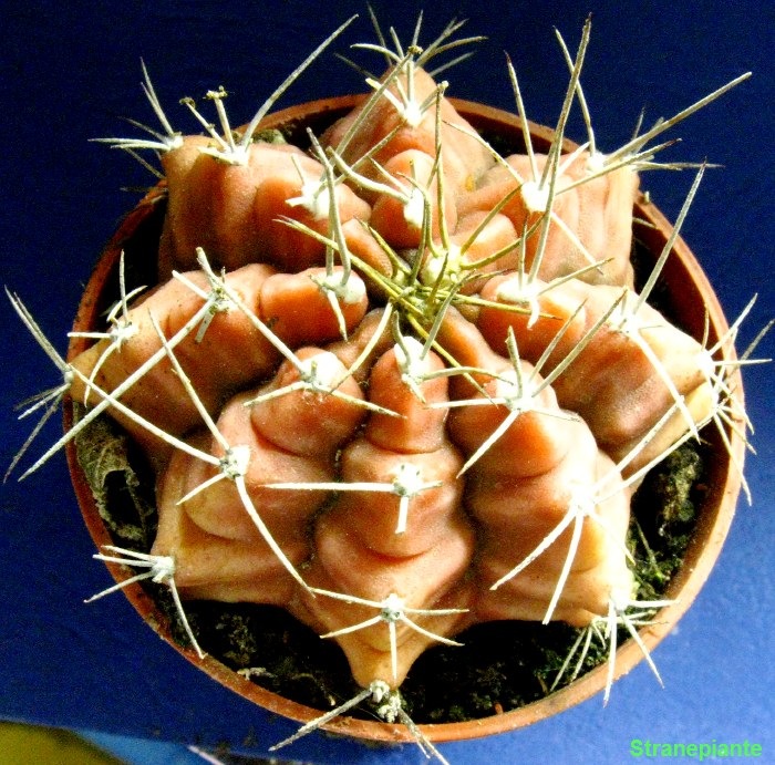 [Gymnocalycium stenopleurum new[5].jpg]