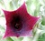 Huernia keniensis fiore viola