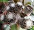 Mammillaria luethy luethi -