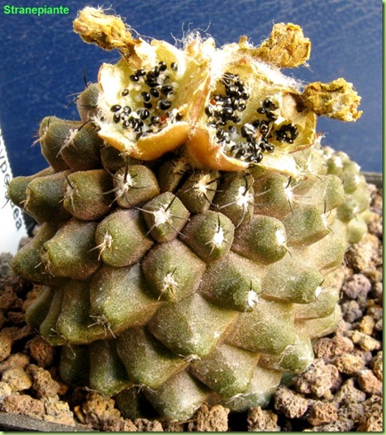 Copiapoa hypogaea var. barquitensis frutti semi