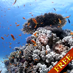 Sea fish Video Live Wallpaper Apk