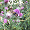 Buff-tailed bumblebee