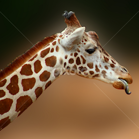 by Dipali S - Animals Other Mammals