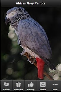 African Grey Parrot Fan App