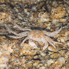 warty crab or yellow crab
