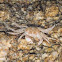 warty crab or yellow crab